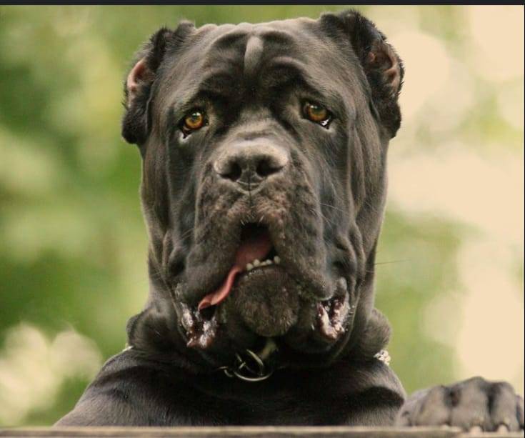"A breeder and trainer you can trust."