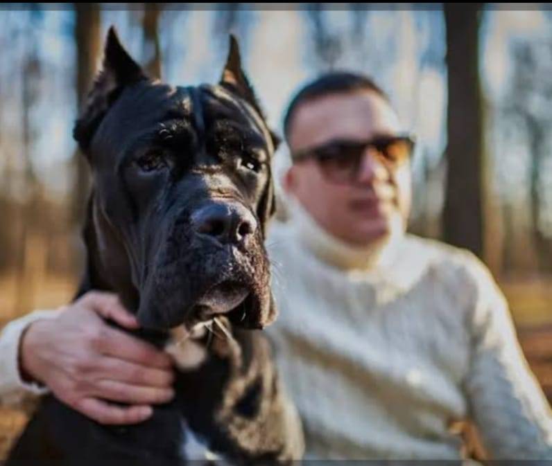 "Best dog I’ve ever owned — hands down."